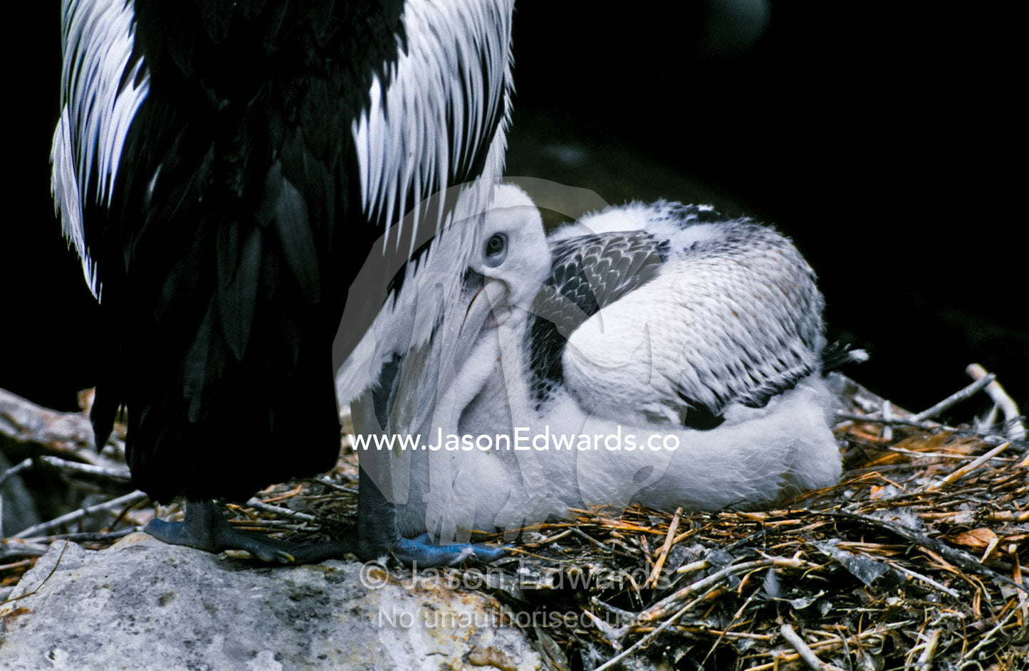 An Australian Pelican stands protectively over her chick in the nest. Melbourne Zoo, Victoria, Australia.