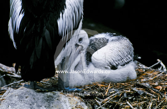 An Australian Pelican stands protectively over her chick in the nest. Melbourne Zoo, Victoria, Australia.
