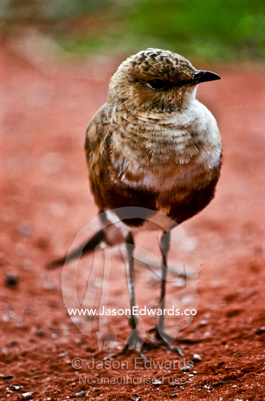 The delicate features of a desert adapted Australian Pratincole. Desert Wildlife Park, Northern Territory, Australia.