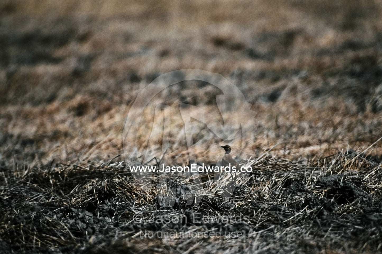 An Australian Pratincole standing amongst arid dry season grasses. Kakadu National Park, Northern Territory, Australia.