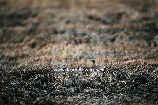 An Australian Pratincole standing amongst arid dry season grasses. Kakadu National Park, Northern Territory, Australia.