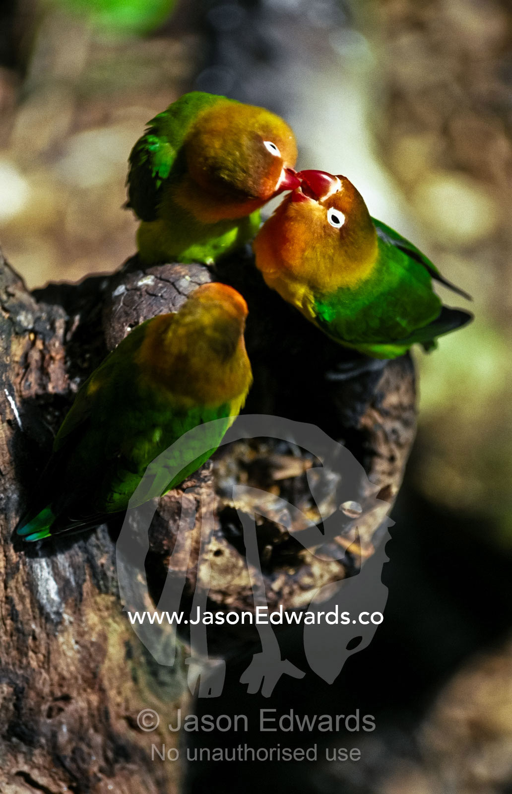 A brightly colored Fisher's Lovebird daintily feeding its chicks. Melbourne Zoo, Victoria, Australia.