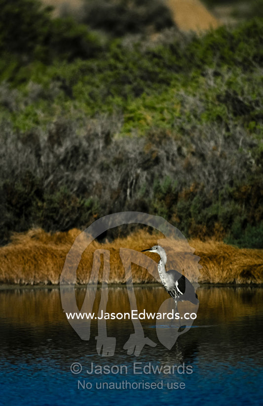 A wading White-necked Heron elegantly displaying breeding plumage. Montecollina Bore, Strzelecki Track, South Australia, Australia.