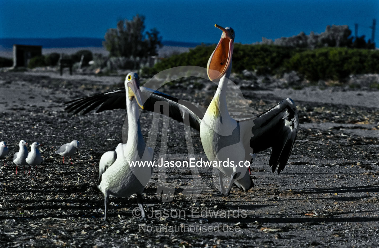 The aggressive posture and wide open beak of an Australian Pelican. Bairds Bay, South Australia, Australia.