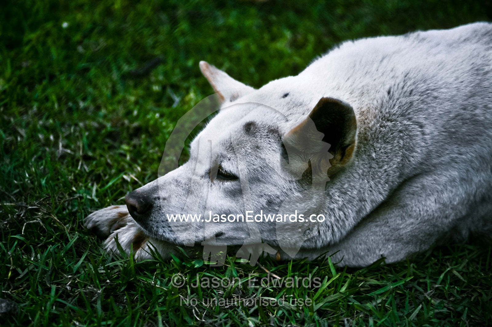 A sleepy Dingo lies down, resting its head on its paws. Australian Reptile Park, Gosford, New South Wales, Australia.