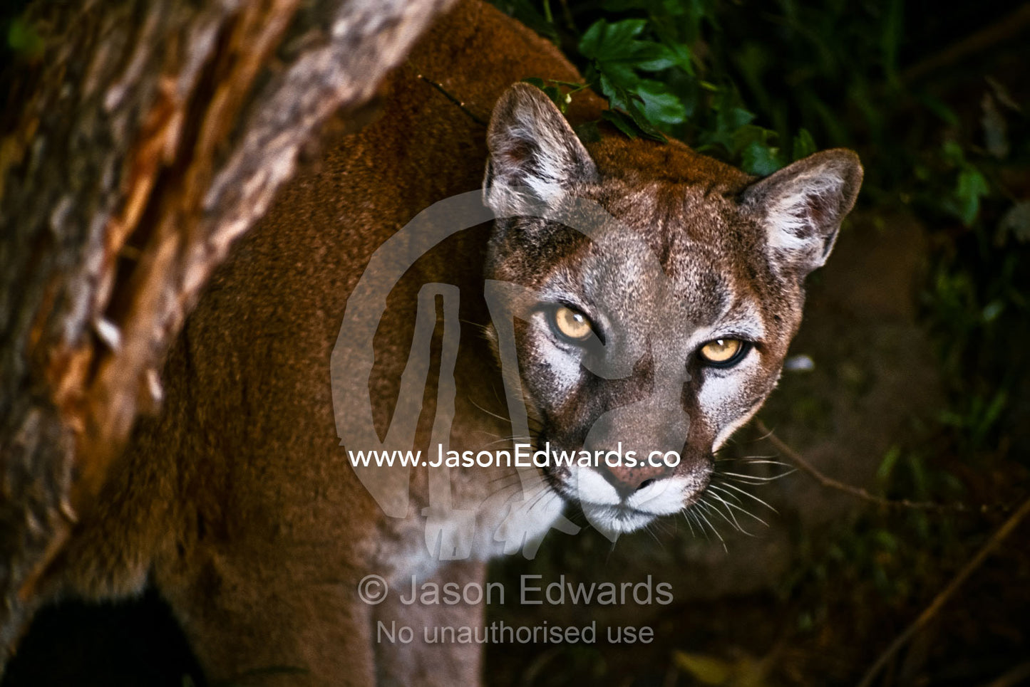 The piercing stare of a male cougar peering from behind a tree. Melbourne Zoo, Victoria, Australia.