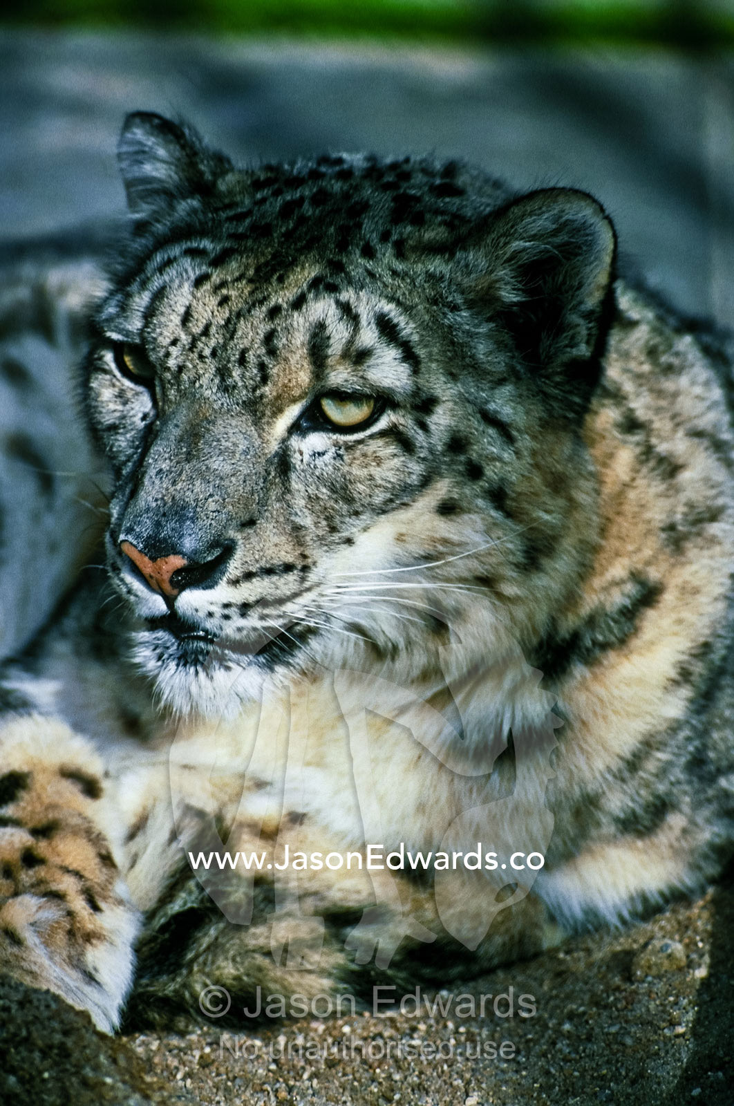 The beautiful speckled markings of a stately female Snow Leopard. Melbourne Zoo, Victoria, Australia.
