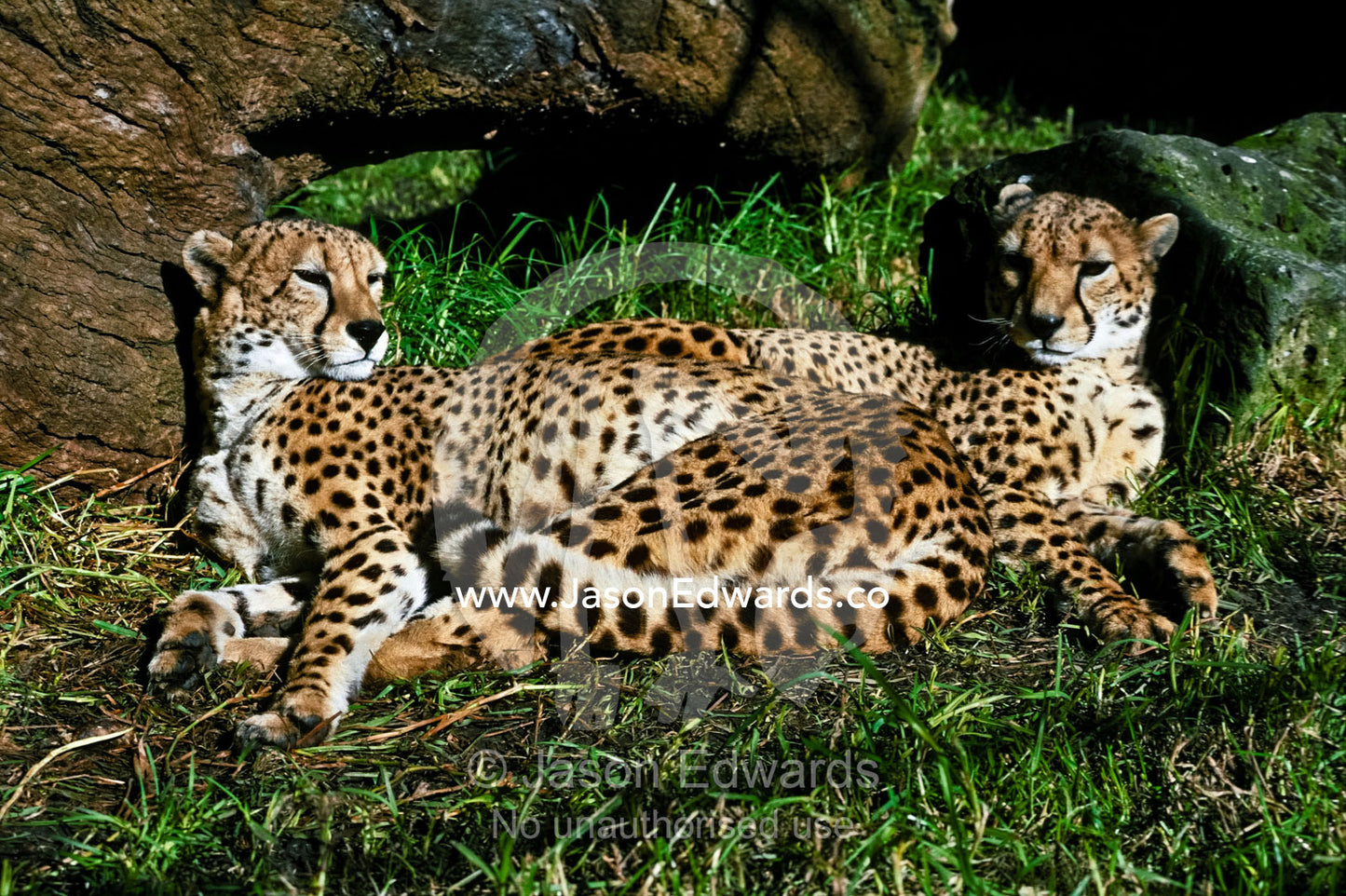 Two sleepy male Cheetahs, brothers, curled up together in the sun. Melbourne Zoo, Victoria, Australia.