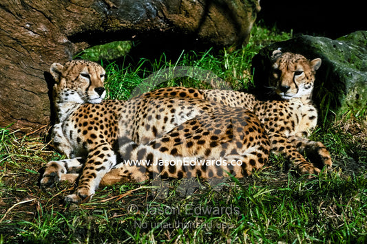Two sleepy male Cheetahs, brothers, curled up together in the sun. Melbourne Zoo, Victoria, Australia.