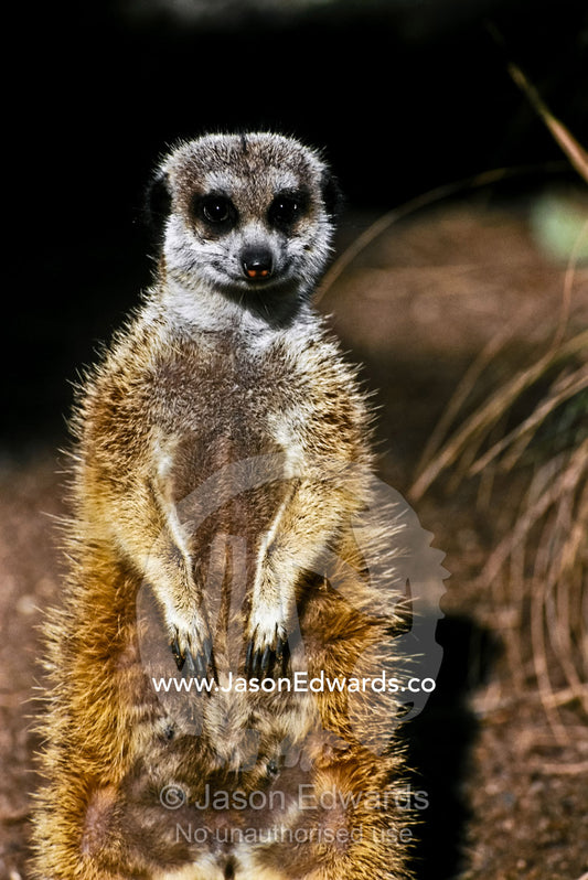 The smiling face of a cute Meerkat standing erect on its hind legs. Melbourne Zoo, Victoria, Australia.