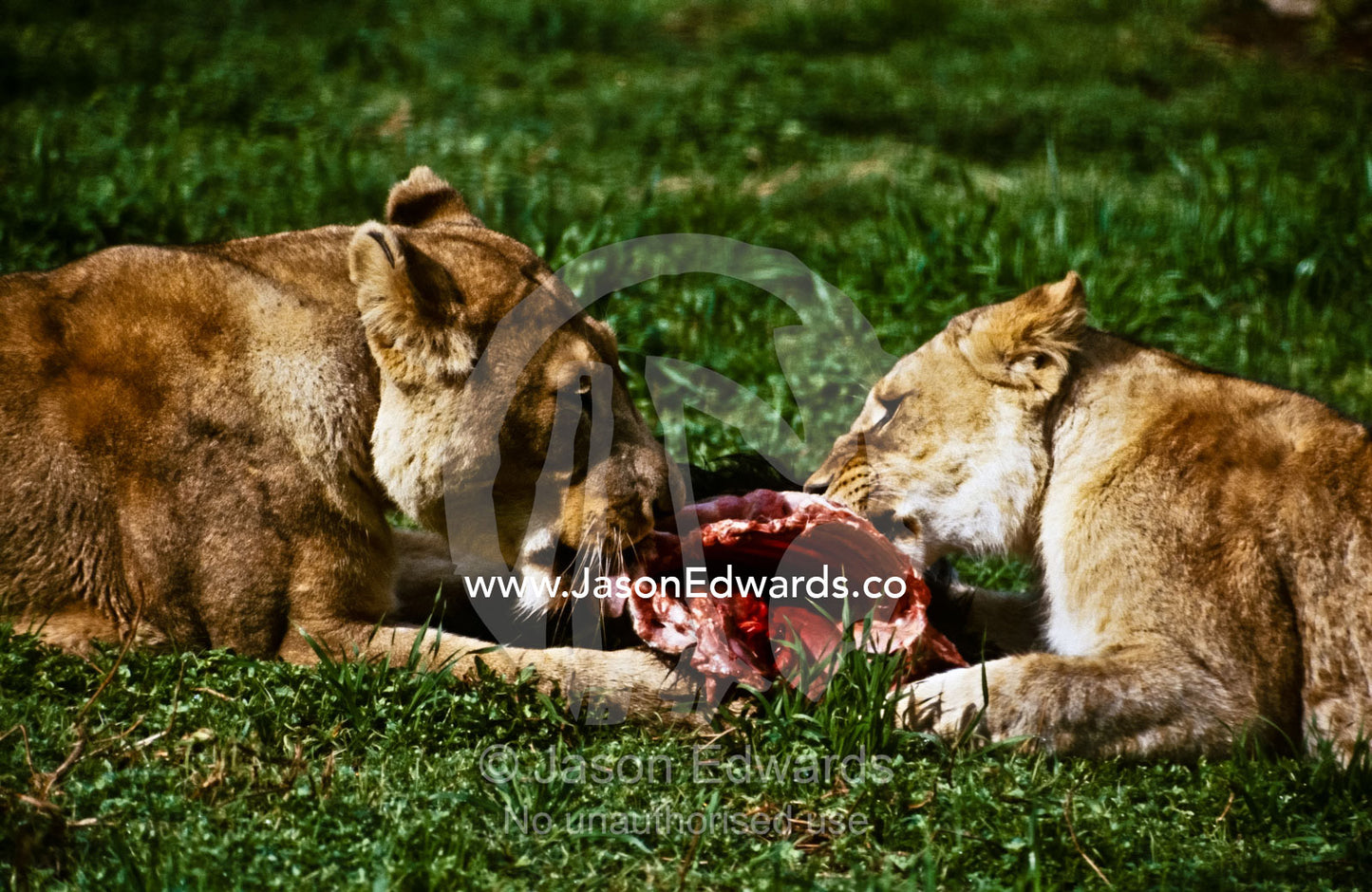 Two lionesses feed on the rib cage of a carcass sharing the spoils. Melbourne Zoo, Victoria, Australia.