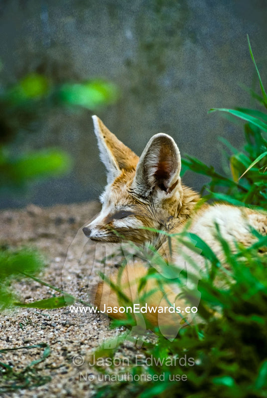 The Fennec Fox is a small nocturnal fox found in the Sahara Desert. Melbourne Zoo, Victoria, Australia.