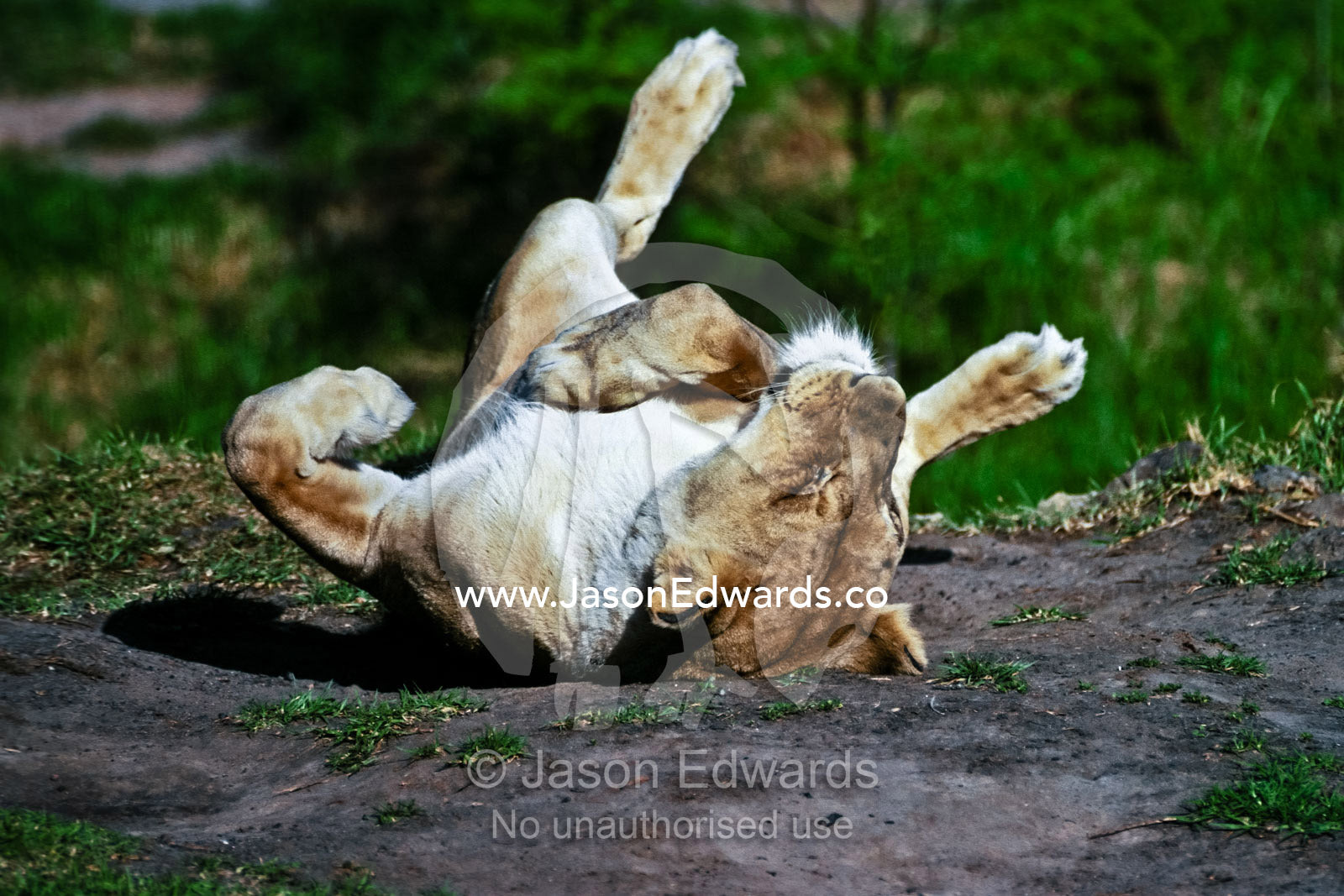 A sleepy Lioness rolling contentedly on her back with splayed legs. Melbourne Zoo, Victoria, Australia.