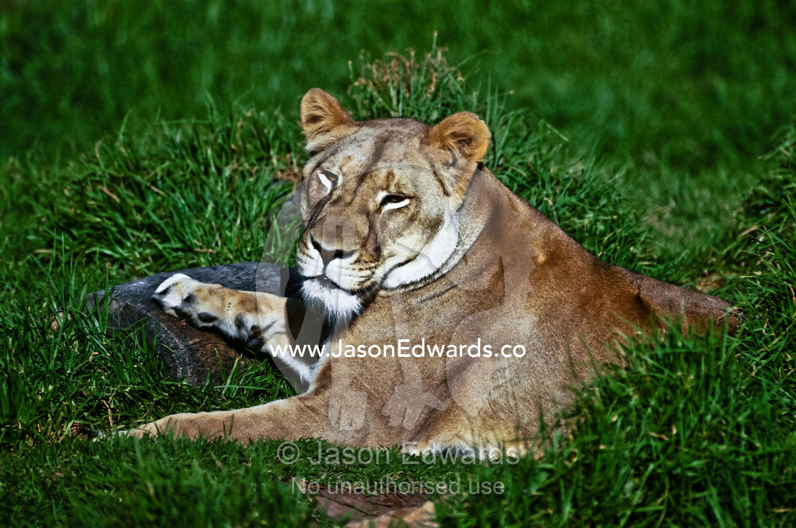 A sleepy Lioness lying contentedly on her tummy in lush green grass. Melbourne Zoo, Victoria, Australia.