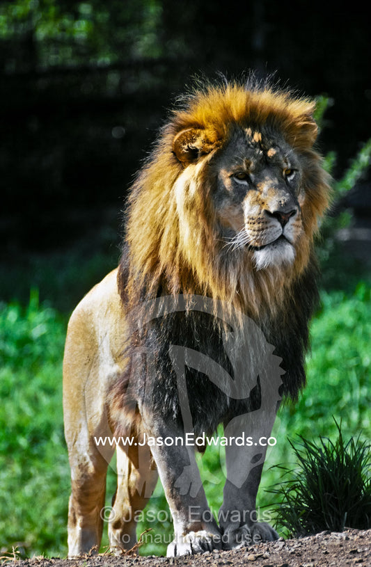 An alert, majestic Lion with an impressive mane standing to attention. Melbourne Zoo, Victoria, Australia.