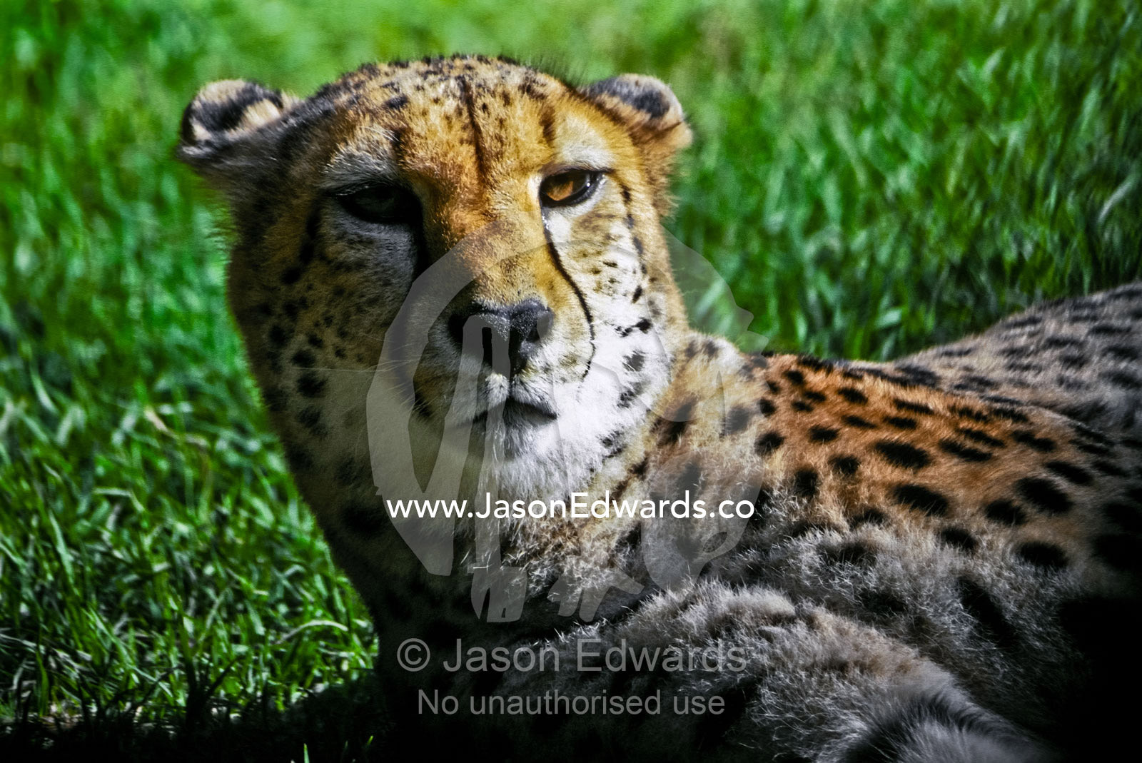 A Cheetah lying in the grass lays back its ears and watches defiantly. Melbourne Zoo, Victoria, Australia.