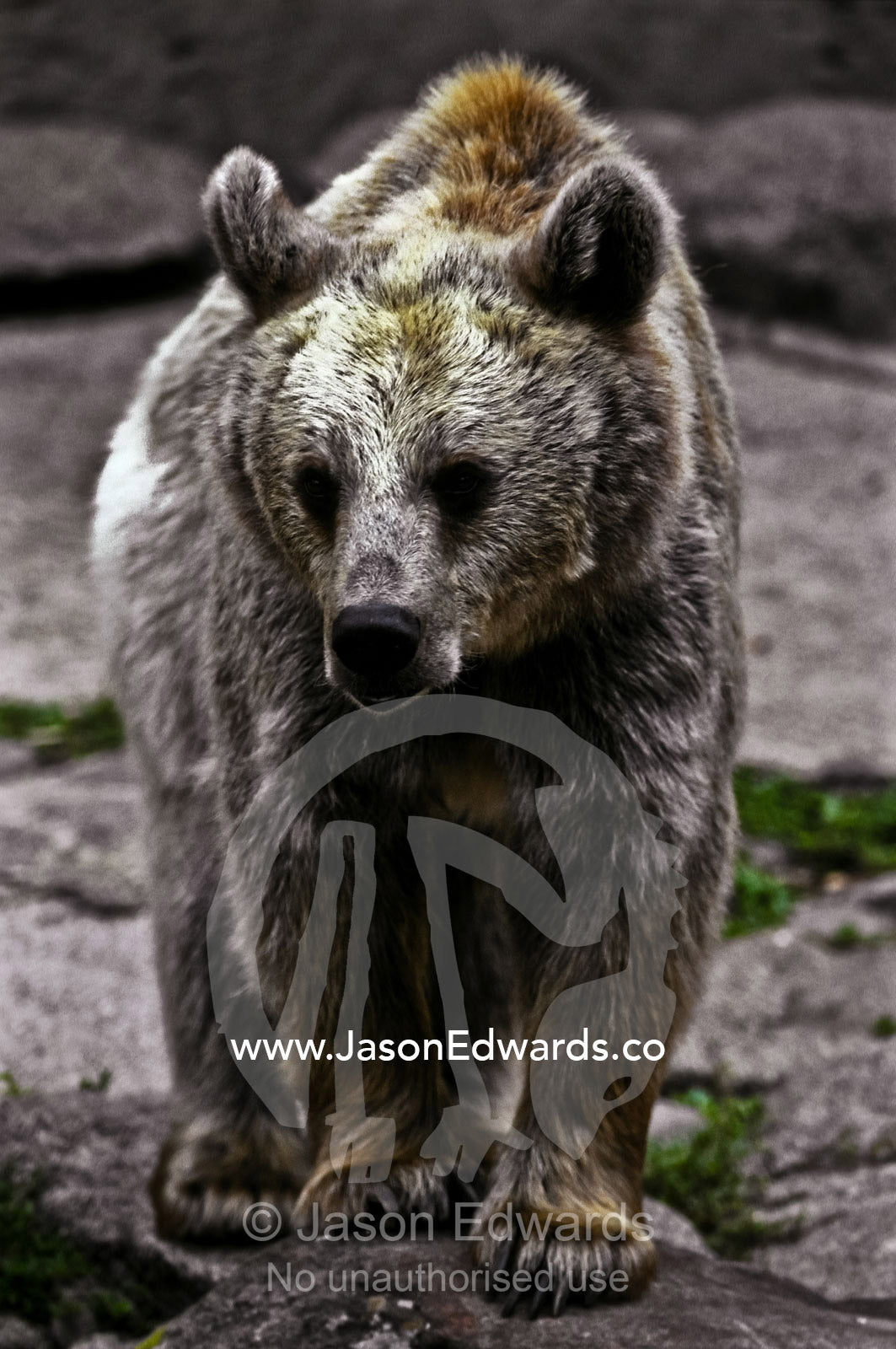 A ponderous Syrian Brown Bear with lustrous coat, walking over rocks. Melbourne Zoo, Victoria, Australia.