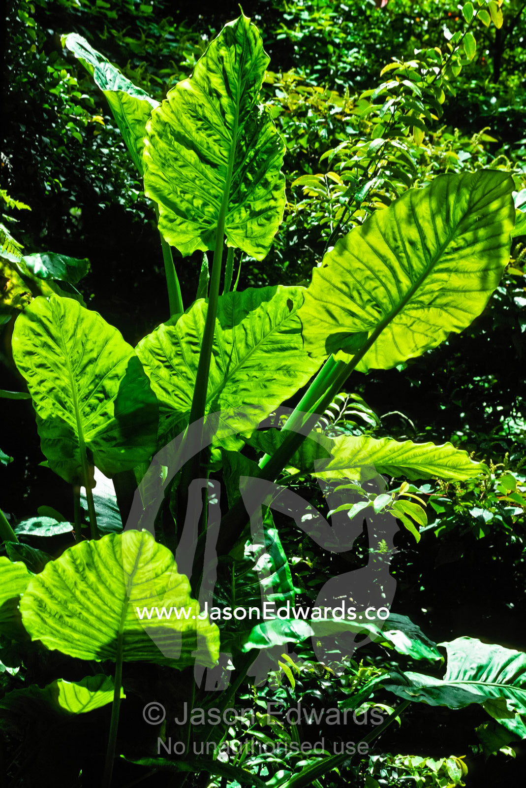 A large stand of Elephant Ears, Alocasia species, leaves catch the sun Japanese Garden, Zoological Board of Victoria, Victoria, Australia.