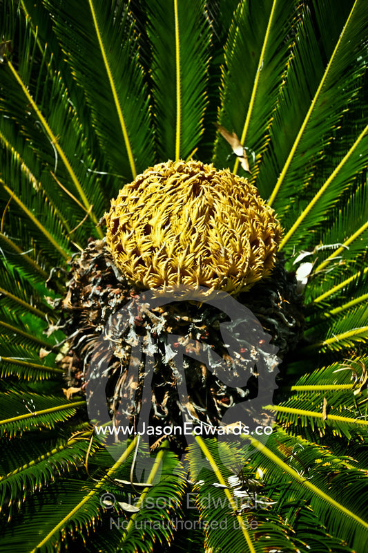 A female cone of the Sago Cycad, Cycas Revoluta surrounded by fronds. Japanese Garden, Zoological Board of Victoria, Victoria, Australia.
