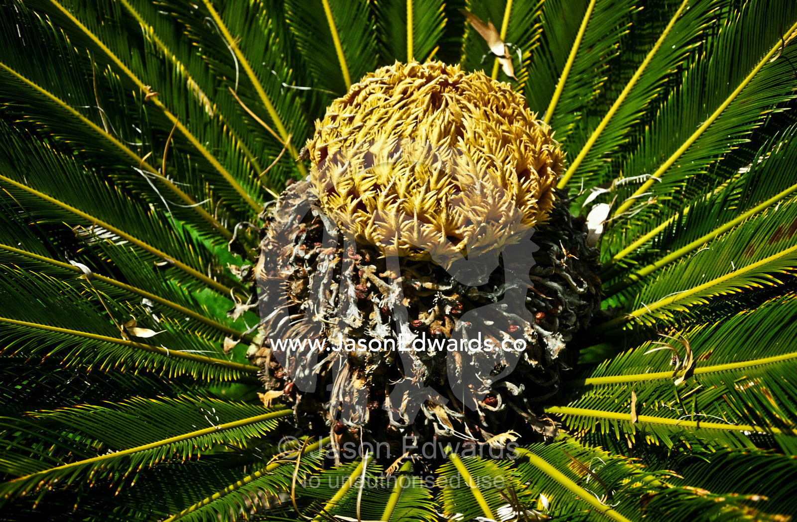 A female cone of the Sago Cycad, Cycas Revoluta surrounded by fronds. Japanese Garden, Zoological Board of Victoria, Victoria, Australia.
