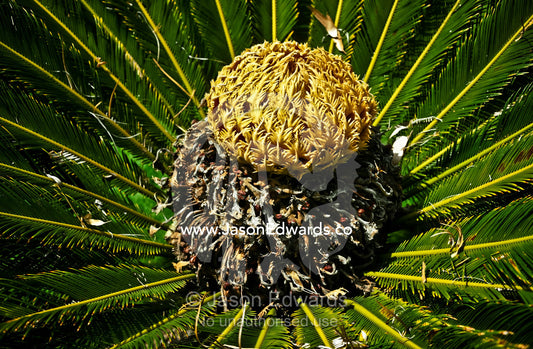 A female cone of the Sago Cycad, Cycas Revoluta surrounded by fronds. Japanese Garden, Zoological Board of Victoria, Victoria, Australia.