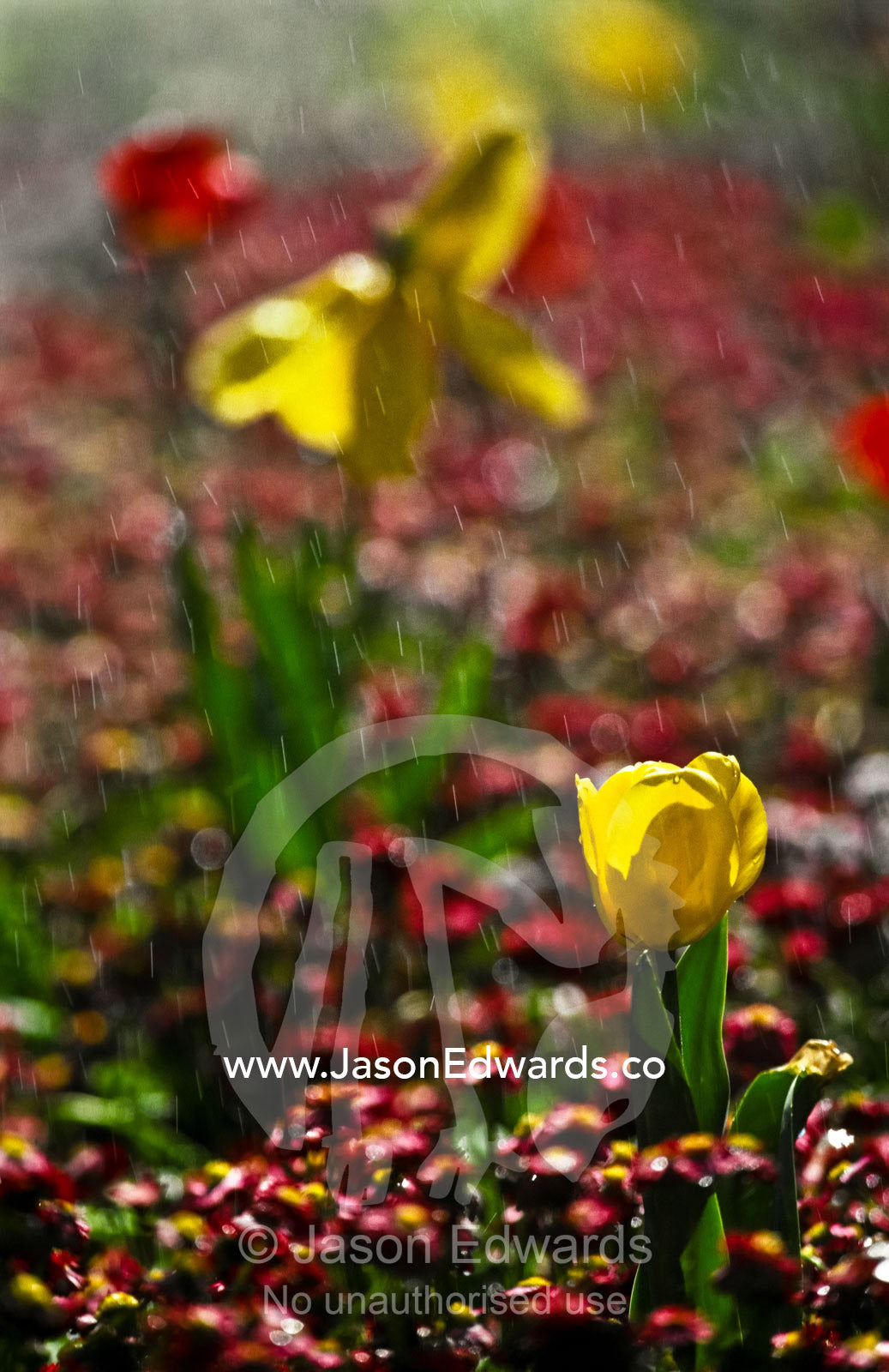 A sun shower sends raindrops cascading over a garden of tulip flowers. Zoological Board of Victoria, Parkeville, Victoria, Australia.