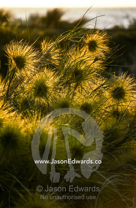 Cyperus grasses of the Family Cyperaceae growing on a dune at sunset. Scarborough Beach, Western Australia, Australia.