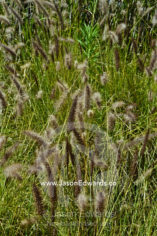 A lush stand of Chinese Fountain Grass, pennisetum alopecuroides. Perth Zoo, Western Australia, Australia.