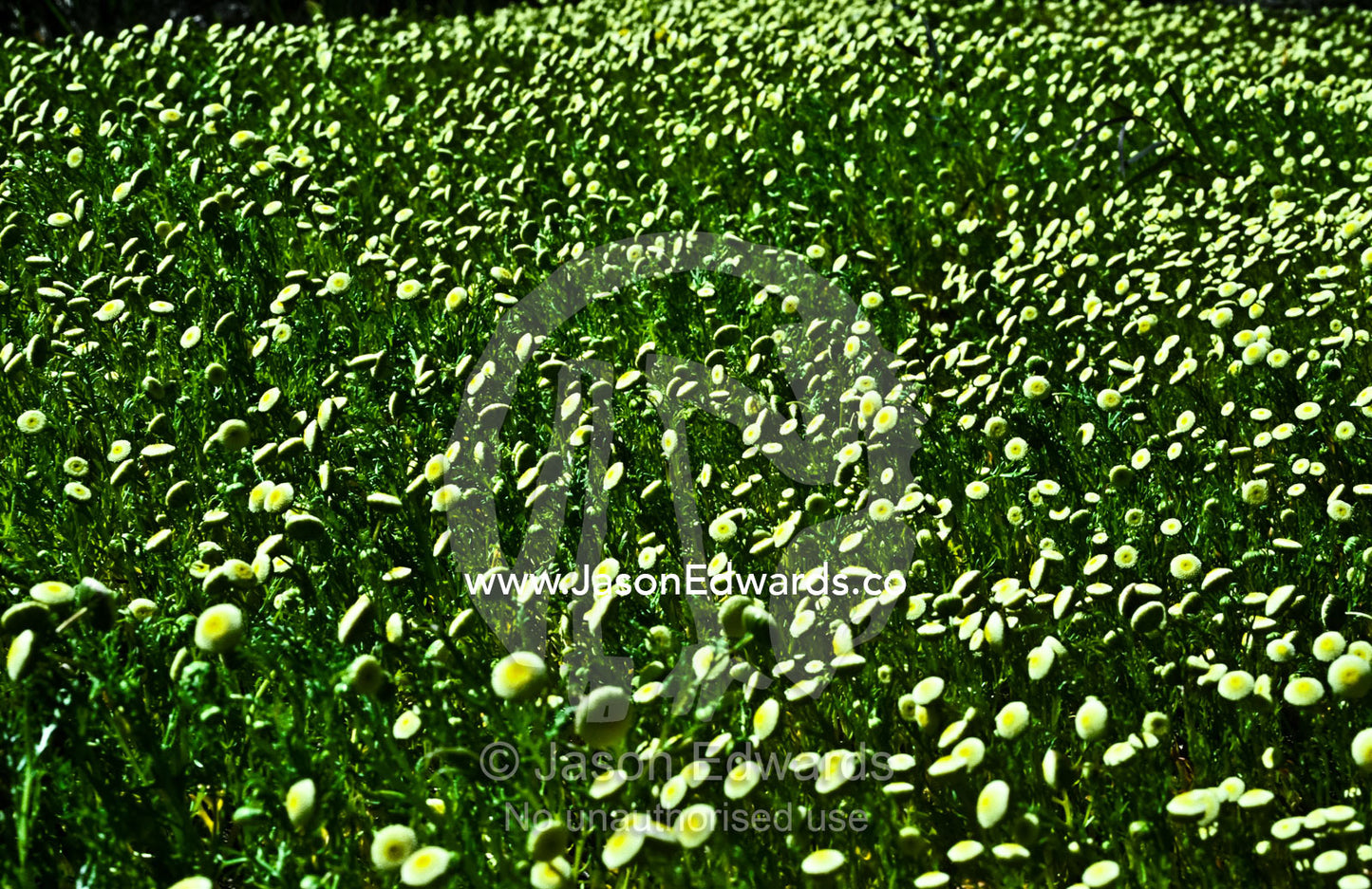 A vast field of daisies, Cotula reptans, on a hillside facing the sun. Echuca, Victoria, Australia.