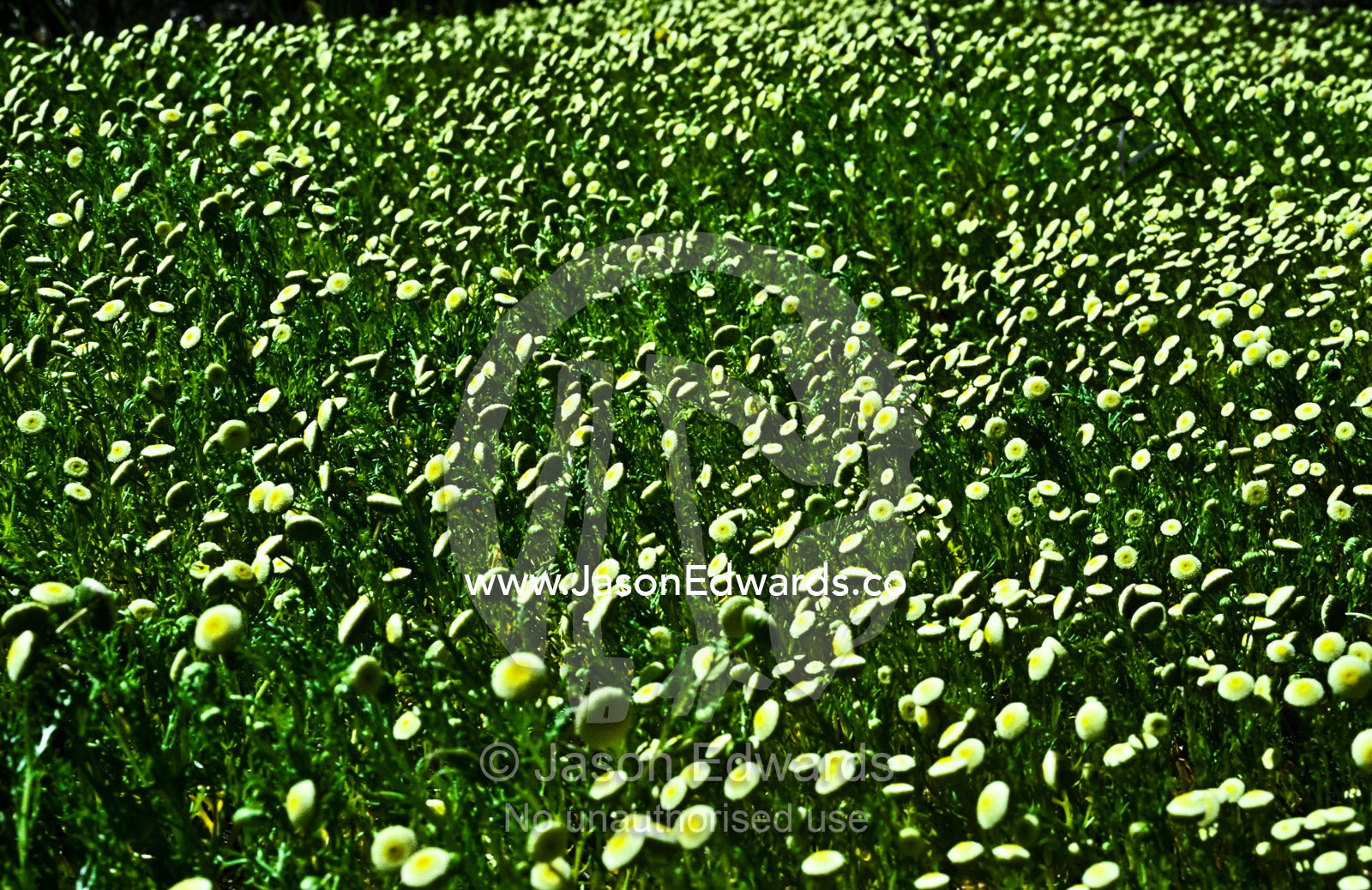 A vast field of daisies, Cotula reptans, on a hillside facing the sun. Echuca, Victoria, Australia.