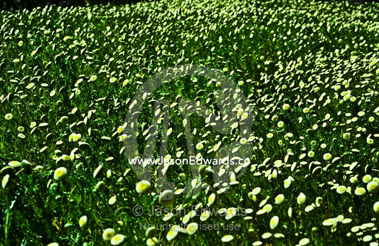 A vast field of daisies, Cotula reptans, on a hillside facing the sun. Echuca, Victoria, Australia.