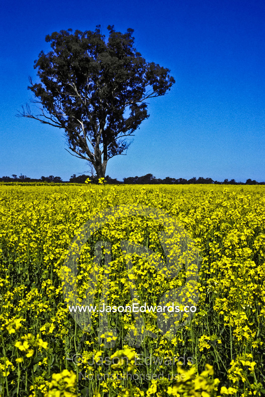 A Eucalyptus tree rises from a field growing a crop of canola flowers. Rochester, Victoria, Australia.