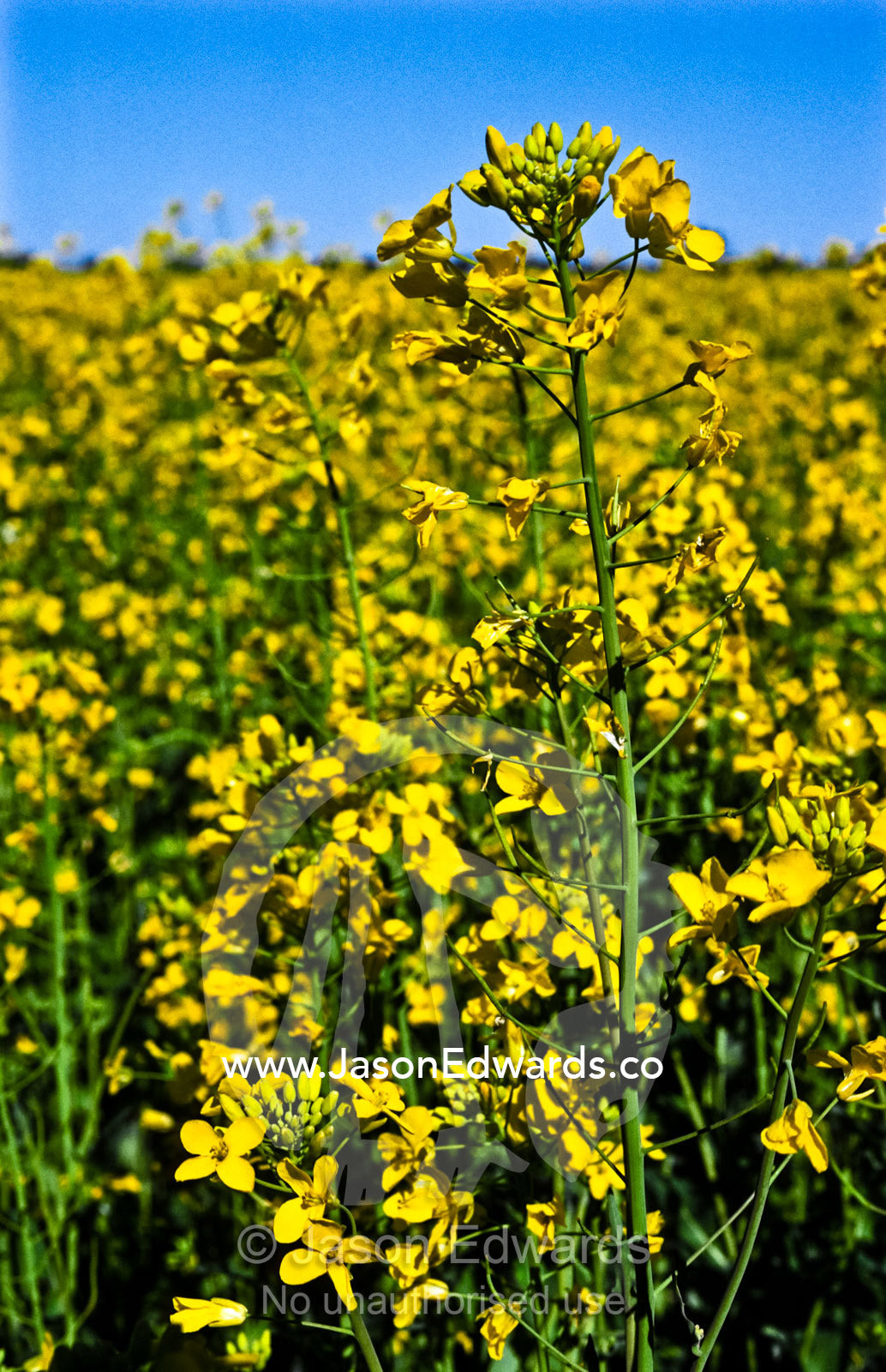 A large crop of canola flowers growing in a sunny field. Rochester, Victoria, Australia.