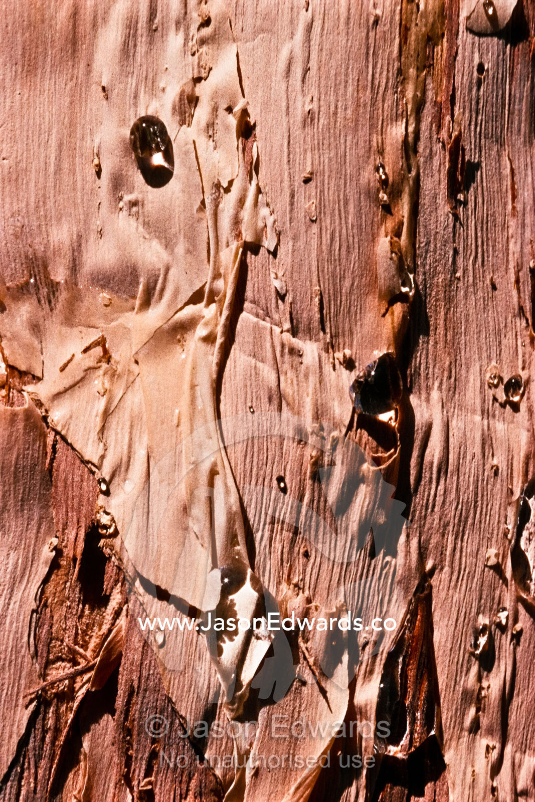 Water drops left from a rain on Paperbark bark, a Melaleuca species. North Carlton, Victoria, Australia.
