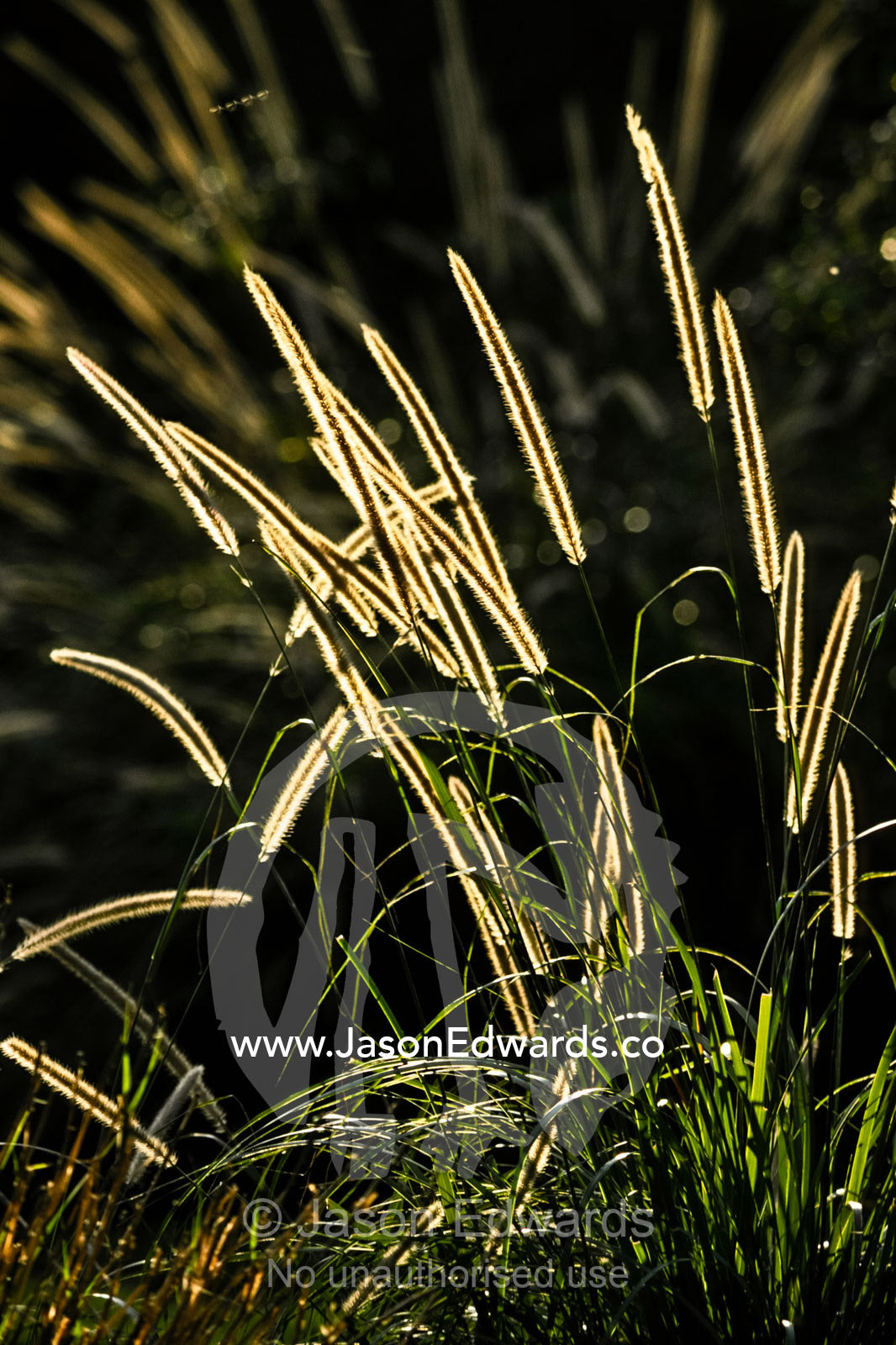 Flowering African Feather Grass, Pennisetum macrourum backlit at dawn. Zoological Board of Victoria, Victoria, Australia.
