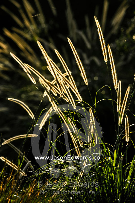 Flowering African Feather Grass, Pennisetum macrourum backlit at dawn. Zoological Board of Victoria, Victoria, Australia.