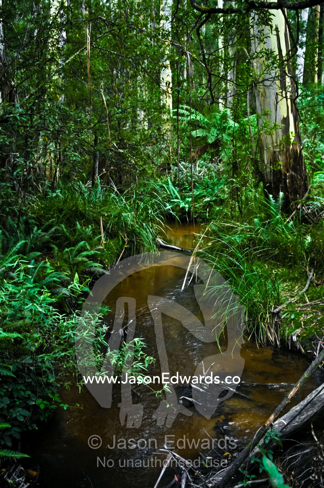 A freshwater stream flows through Mountain Ash forest and fern gullies Yarra Ranges National Park, Victoria, Australia.