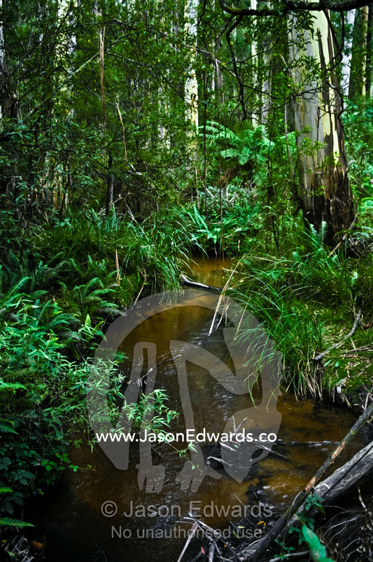 A freshwater stream flows through Mountain Ash forest and fern gullies Yarra Ranges National Park, Victoria, Australia.