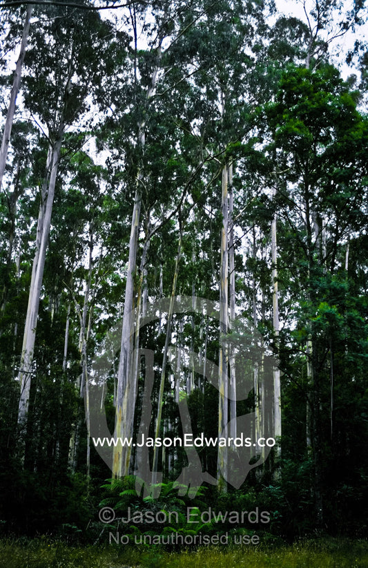 A stand of Mountain Ash the tallest flowering plant in the world. Yarra Ranges National Park, Victoria, Australia.
