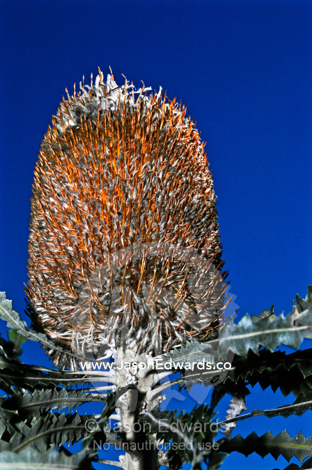 The magnificent flowering head of a Banksia shrub against a blue sky. Monjingup Lake Nature Reserve. Western Australia, Australia.