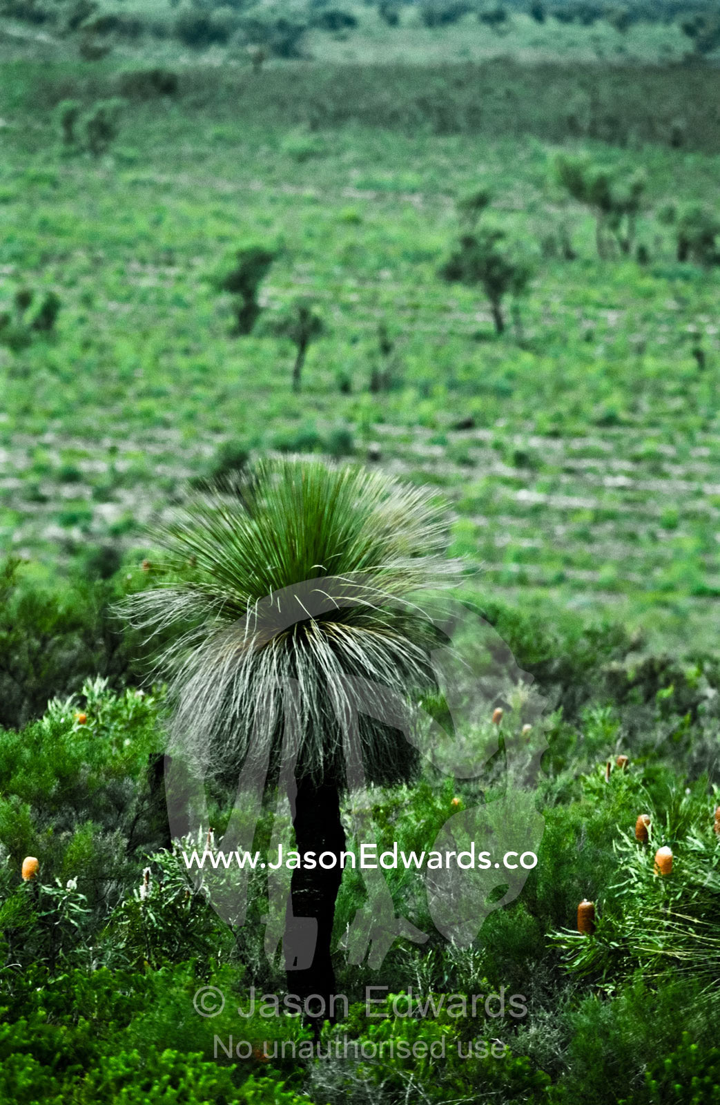 A Grass Tree rises from a stand of small Banksia shrubs on a plain. Kalbarri National Park, Western Australia, Australia.