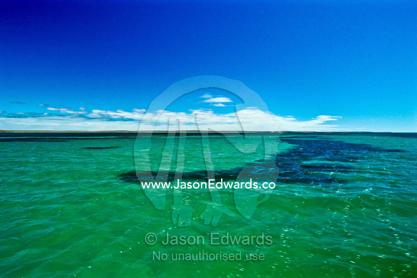 Shark Bays vast seagrass beds are the largest and richest in the world Shark Bay Marine Park, Shark Bay World Heritage Site, Western Australia, Australia.