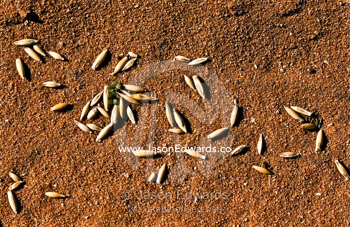 Seed coated in poison is sprinkled in the desert to kill feral species Francois Peron National Park, Western Australia, Australia.