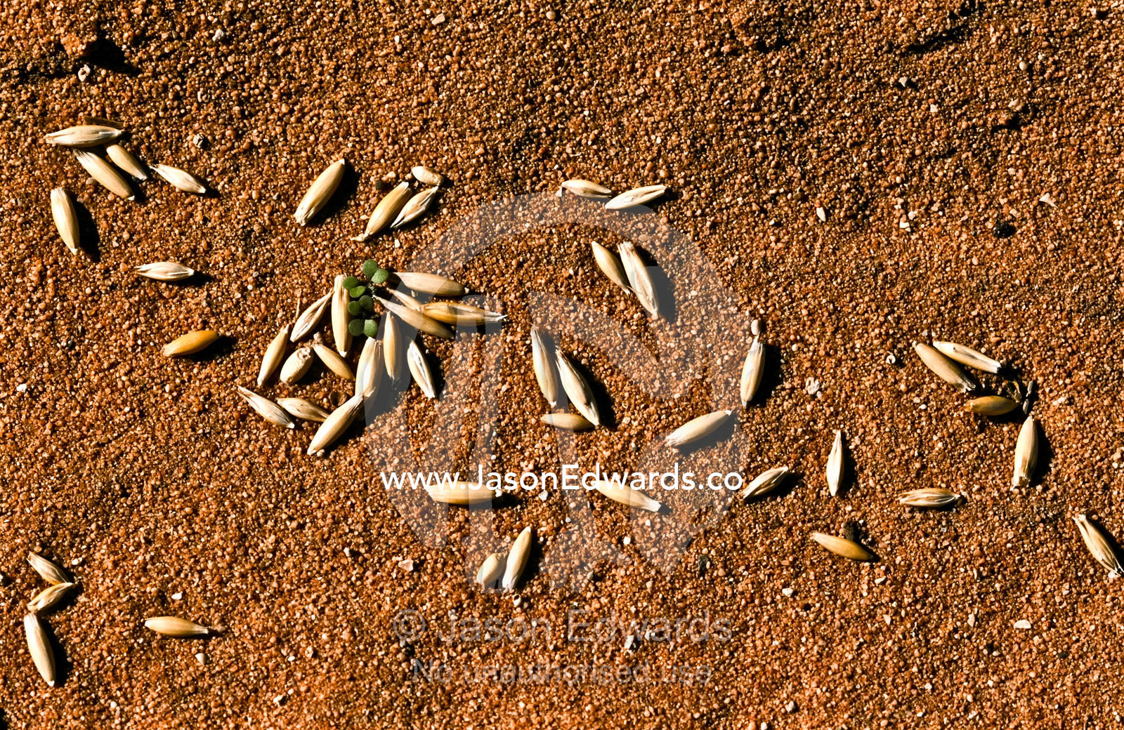 Seed coated in poison is sprinkled in the desert to kill feral species Francois Peron National Park, Western Australia, Australia.