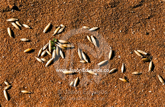 Seed coated in poison is sprinkled in the desert to kill feral species Francois Peron National Park, Western Australia, Australia.