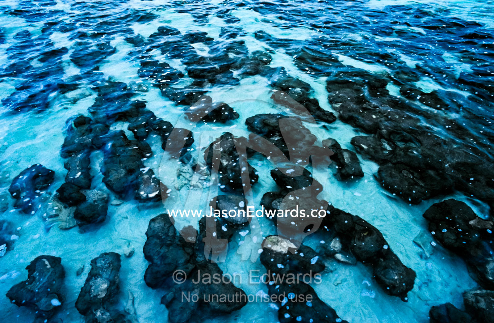 Ancient Stromatolites once produced all of the oxygen on planet Earth. Hamlin Pool Marine Nature Reserve, Shark Bay, Western Australia, Australia.