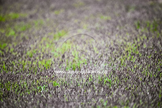 A carpet of flowering grasses, Enneapogon nigricans after desert rains south of Cape Range National Park, Western Australia, Australia.