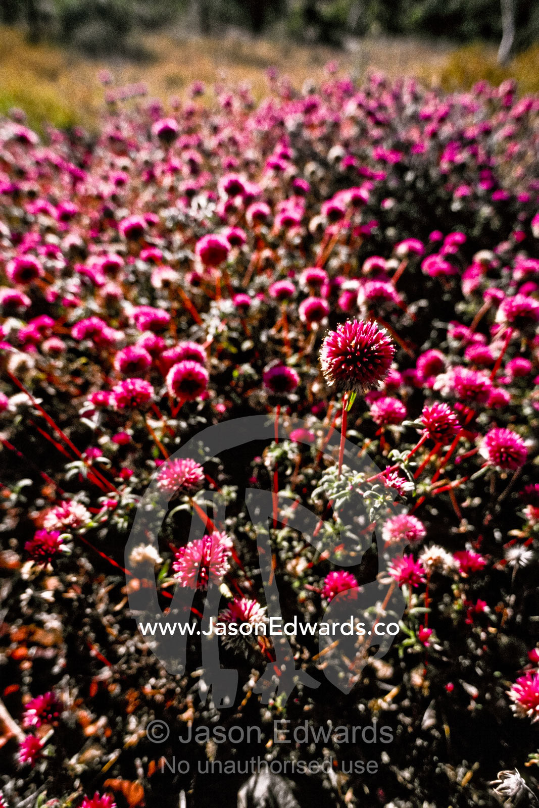 Dense clusters of pink Batchelors Buttons flowers in an open woodland. Hammersley Range, Karijini National Park, Western Australia, Australia.
