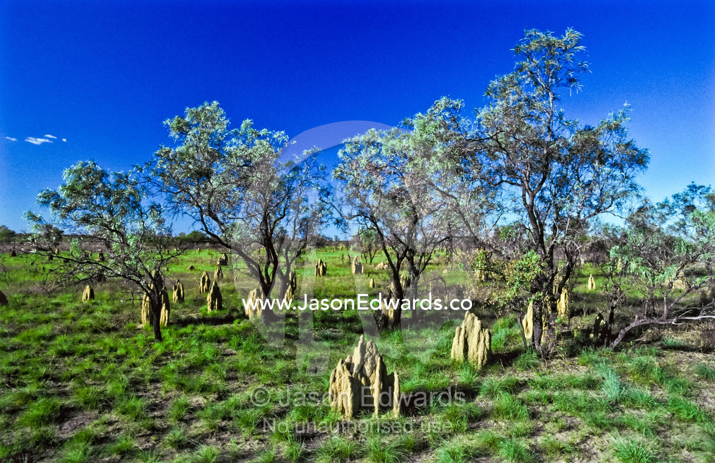 Termite mounds emerge from a lush floodplain in Australia's Top End. near Alligator River, Arnhem Land Plateau, Northern Territory, Australia.