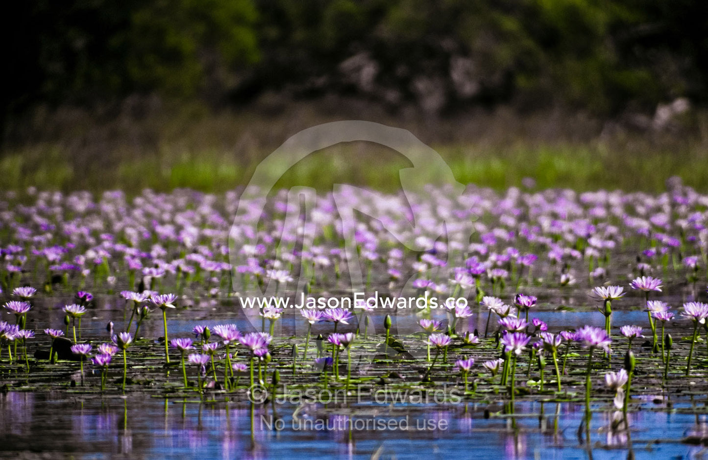 A carpet of bright pink water lily flowers emerge from a still wetland Kimberley Ranges Western Australia, Australia.